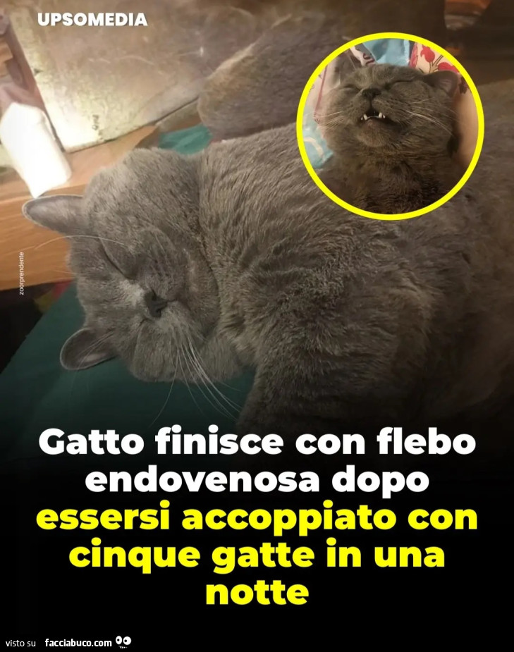 Gatto finisce con flebo endovenosa dopo essersi accoppiato con cinque gatte in una notte