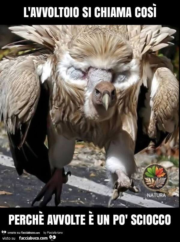 L'avvoltoio si chiama così perchè avvolte è un po' sciocco