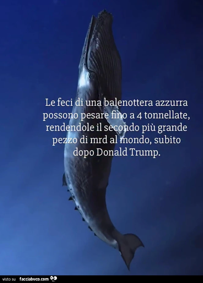 Le feci i una balenottera azzurra possono pesare fino a 4 tonnellate, rendendole il secondo più grande pezzo di mrd al mondo subito dopo Donald Trump