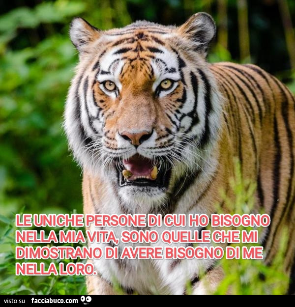 Tigri, non pecore