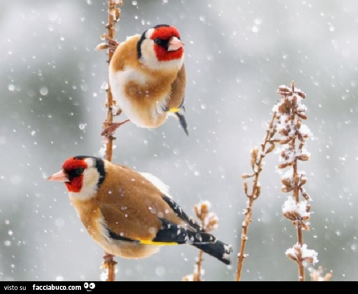 Cardellini, inverno, nevicate