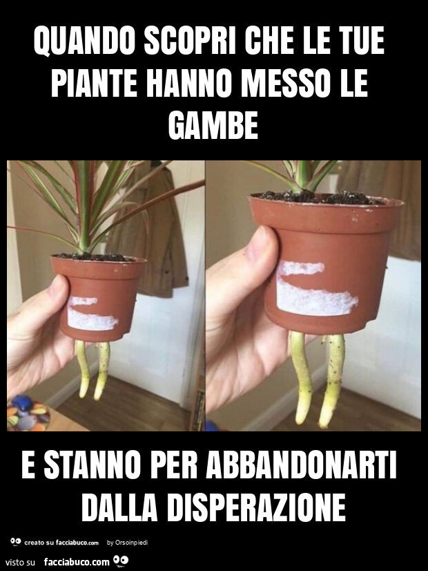 Quando scopri che le tue piante hanno messo le gambe e stanno per abbandonarti dalla disperazione