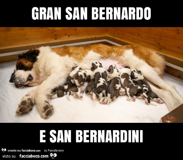 Gran san bernardo e san bernardini