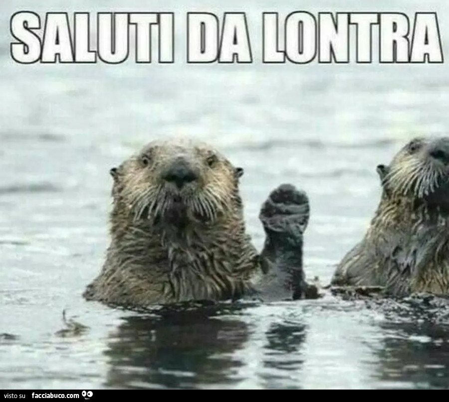 Otter