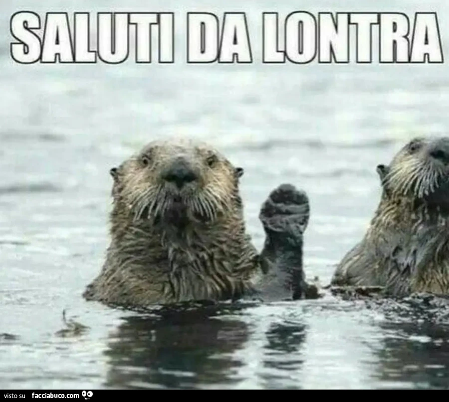Otter