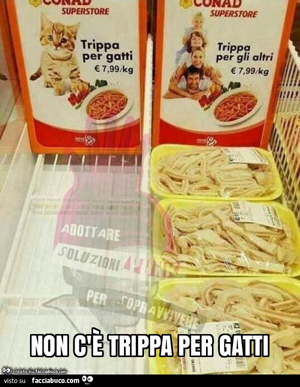 Non c'è trippa per gatti