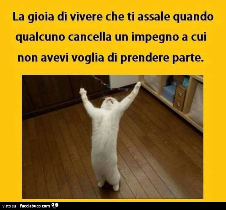 La gioia di vivere che ti assale quando qualcuno cancella un impegno a cui non avevi voglia di prendere parte