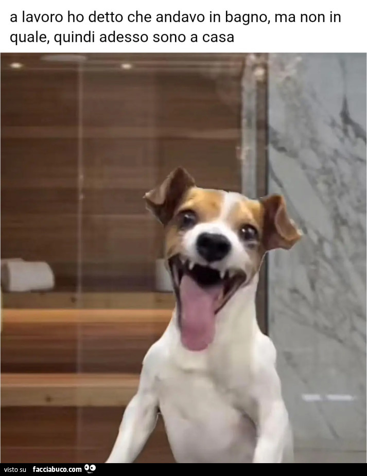 A lavoro ho detto che andavo in bagno ma non in quale quindi adesso sono a casa cane