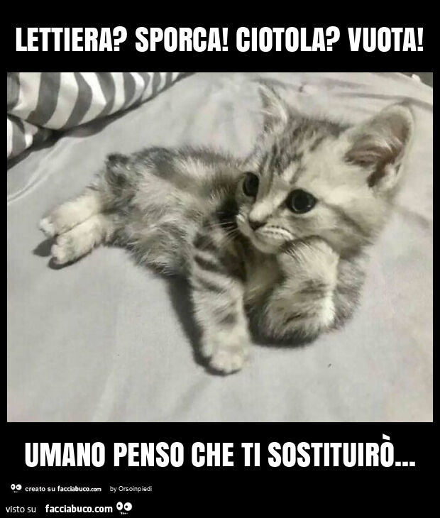 Lettiera? Sporca! Ciotola? Vuota! Umano penso che ti sostituirò