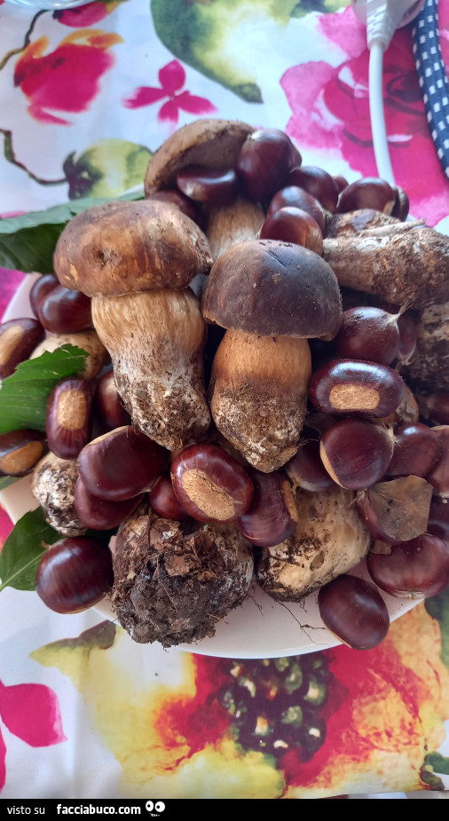 Vaccata