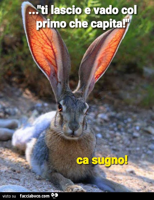 Coniglio