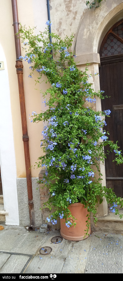 Vaccata