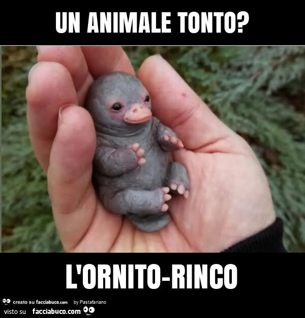 Un animale tonto? L'ornito-rinco