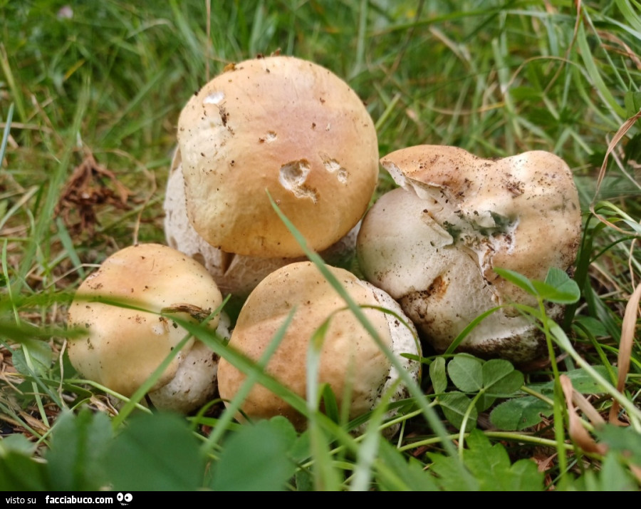 Funghi porcini