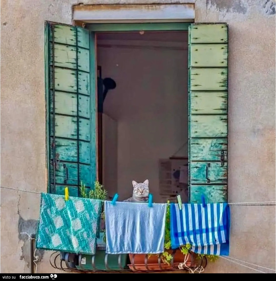 Bucato