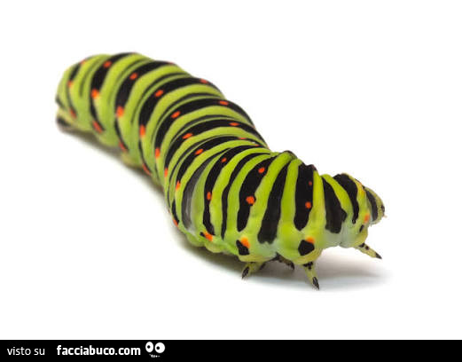 Vaccata