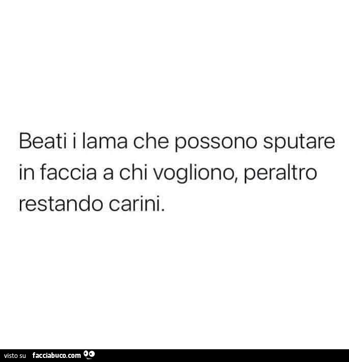Beati i lama che possono sputare in faccia a chi vogliono, peraltro restando carini