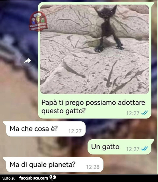 Vaccata