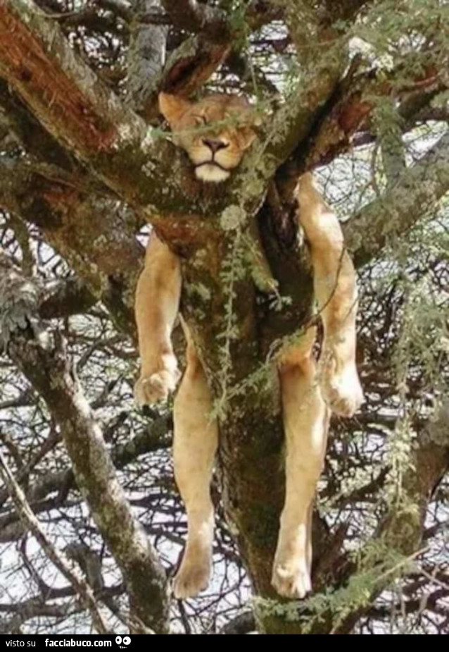 Leonessa fotografata su un albero mentre sta beatamente dormendo