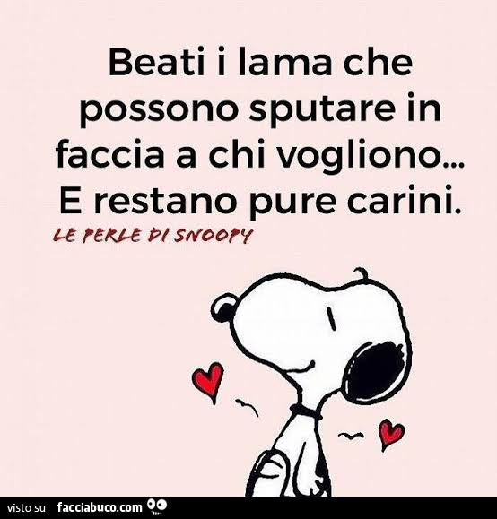 Beati i lama che possono sputare in faccia a chi vogliono