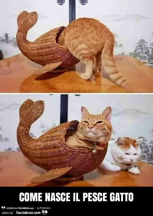 Come nasce il pesce gatto