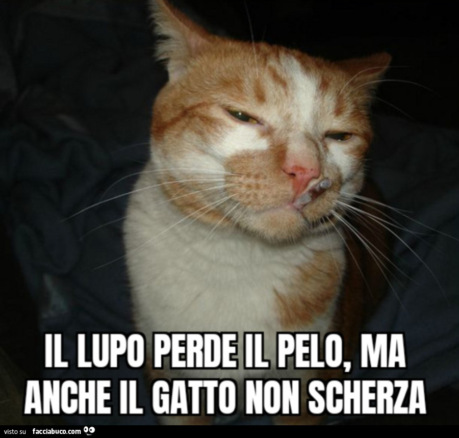 Il lupo perde il pelo, ma anche il gatto non scherza