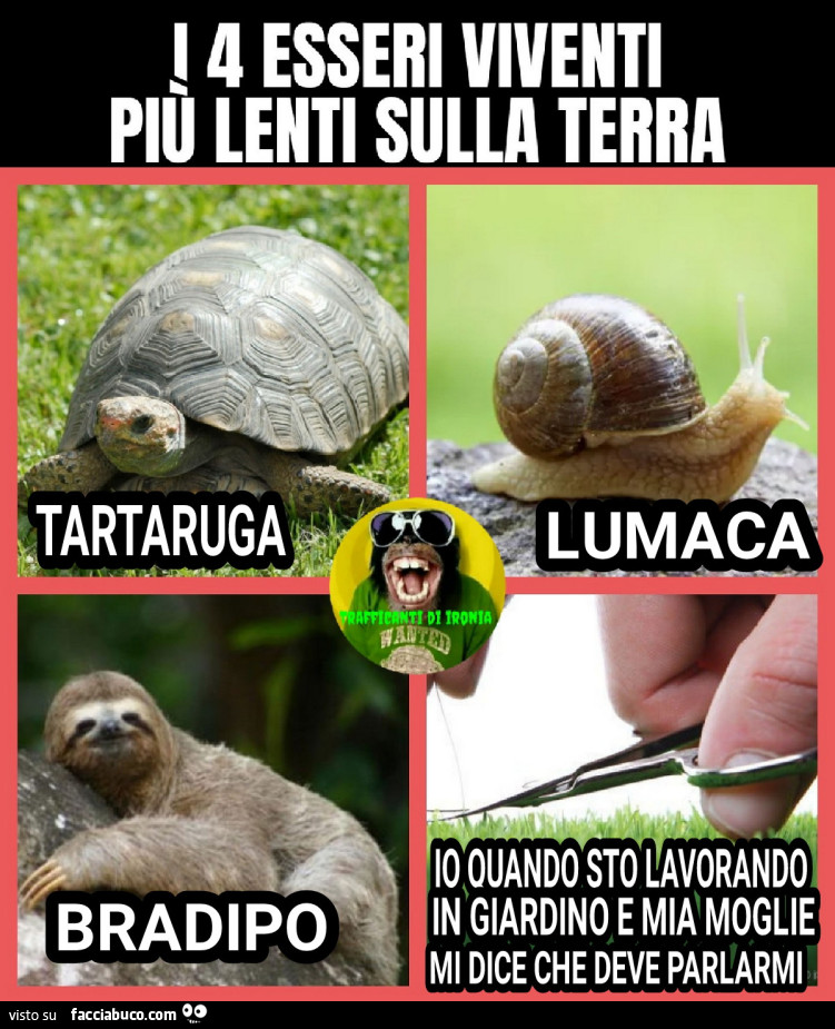 I 4 esseri viventi piรน lenti della terra tartaruga lumaca