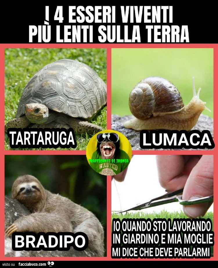 I 4 esseri viventi piรน lenti della terra tartaruga lumaca