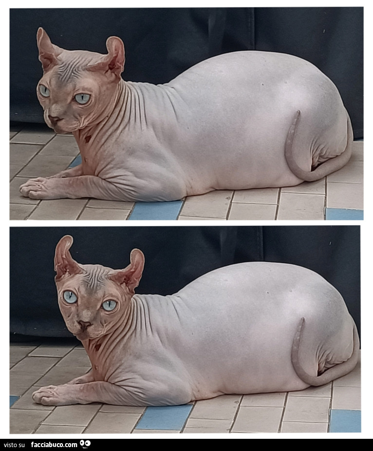 Vaccata