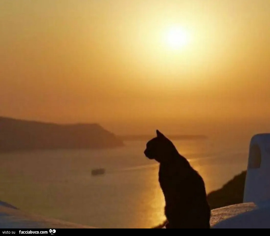 A cat at sunset