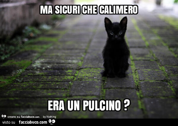 Ma sicuri che calimero era un pulcino?