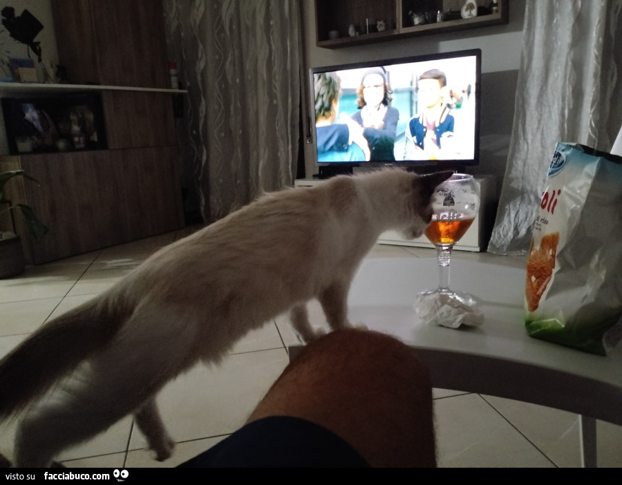Gatti furbi