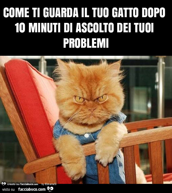 Come ti guarda il tuo gatto dopo 10 minuti di ascolto dei tuoi problemi