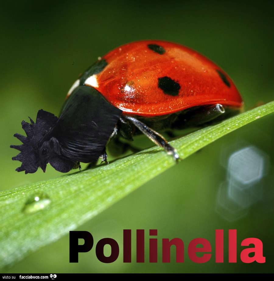 Vaccata