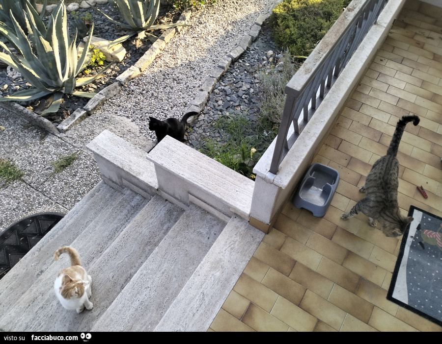 I gatti