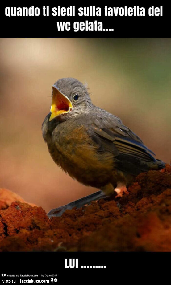 Quando ti siedi sulla tavoletta del wc gelata… lui