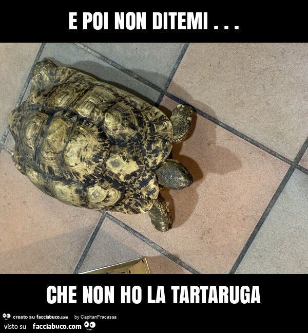 E poi non ditemi&hellip; che non ho la tartaruga