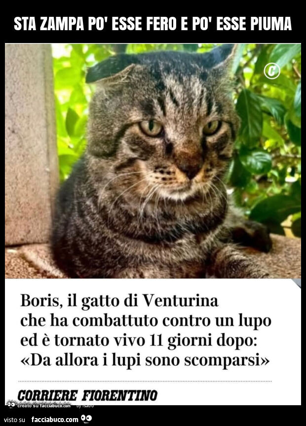 Sta zampa po' esse fero e po' esse piuma Boris il gatto di venturina che ha combattuto contro un lupo ed è tornato vivo 11 giorni dopo da allora i lupi sono scomparsi corriere fiorentino