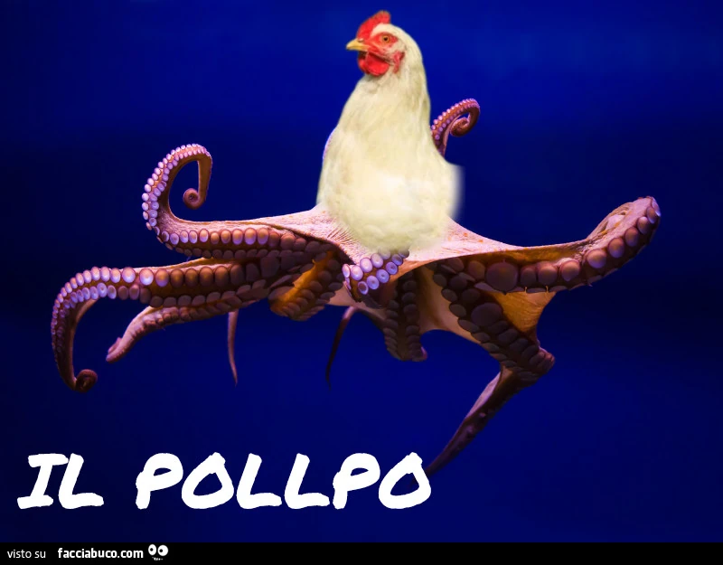 Il pollpo