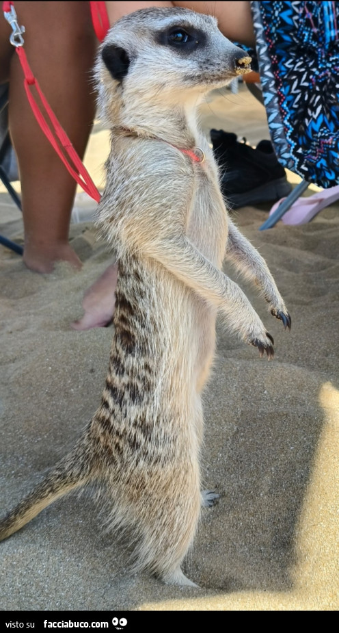 Vaccata