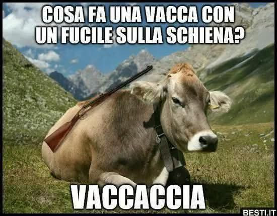 Vaccata