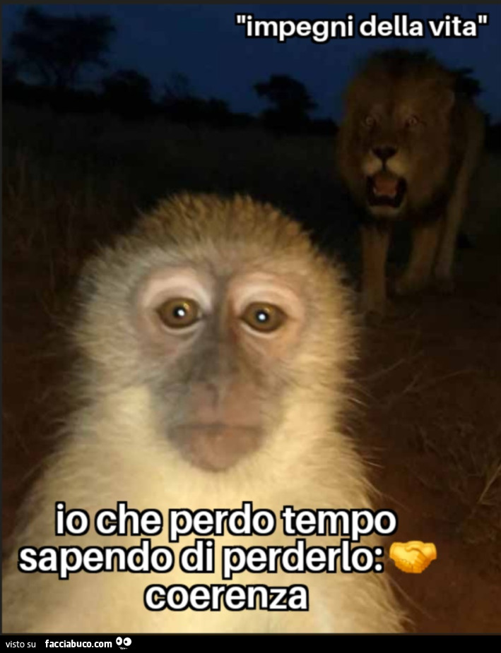 Io che perdo tempo sapendo di perderlo coerenza impegni della vita scimmia leone