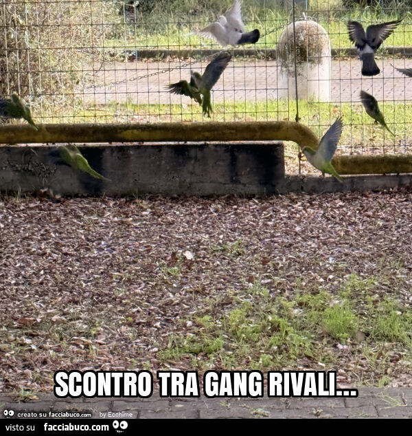 Scontro tra gang rivali&hellip;