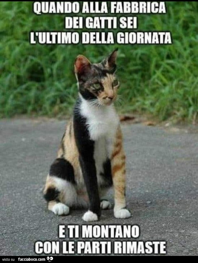 Vaccata
