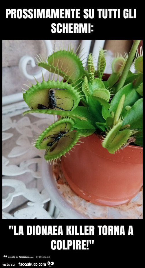 Prossimamente su tutti gli schermi: "la dionaea killer torna a colpire! "