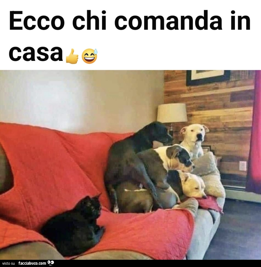 Vaccata