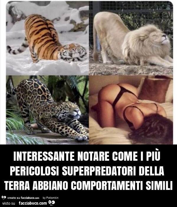 Interessante notare come i piรน pericolosi superpredatori della terra abbiano comportamenti simili