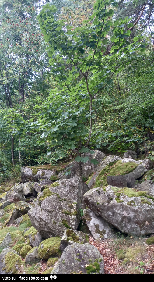 Vaccata