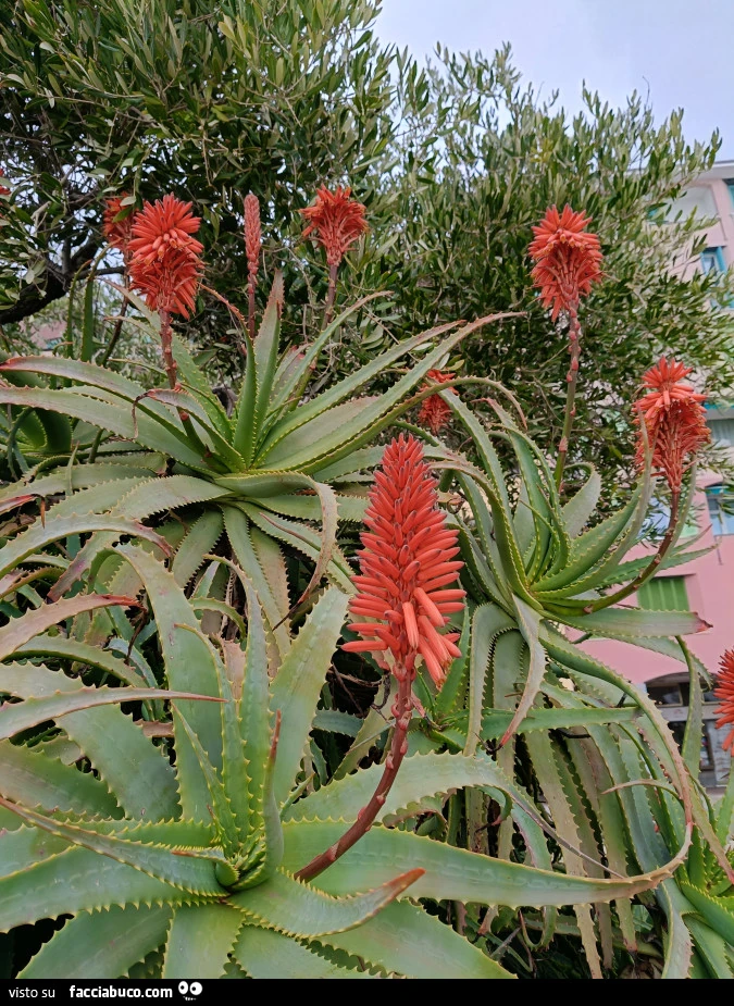 Vaccata