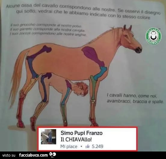 Vaccata
